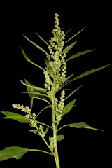 Common Fat-Hen (Chenopodium album). Inflorescence Closeup