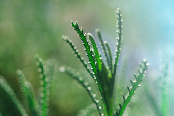 Macro close-up of plant. Textured nature abstract background.