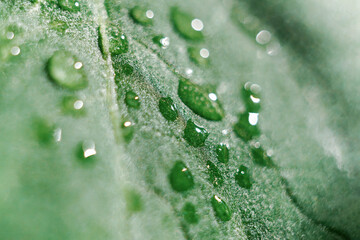 Fresh green leaf with dew drops closeup. Abstract nature background.