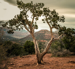 A contorted tree frames the red rock mountains surrounding Sedona