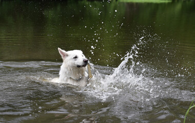 photo of a white Swiss shepherd dog swimming in a small river