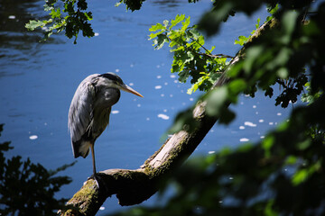Grey Heron on the river tweed, Peebles