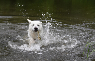 photo of a white Swiss shepherd dog swimming in a small river