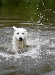 photo of a white Swiss shepherd dog swimming in a small river