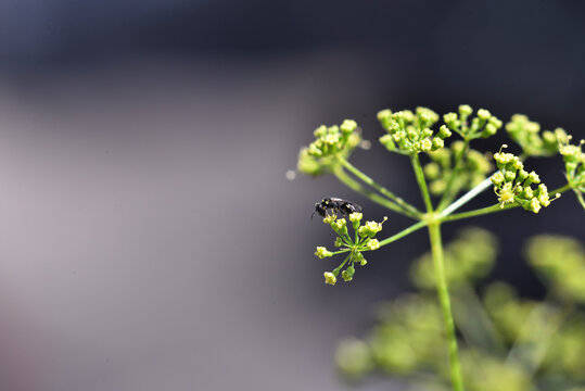 Wildbiene auf Petersilien Bl&uuml;te