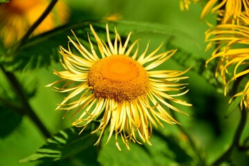 Yellow,sunny flower in the garden