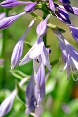 Purple bell in the bright sun