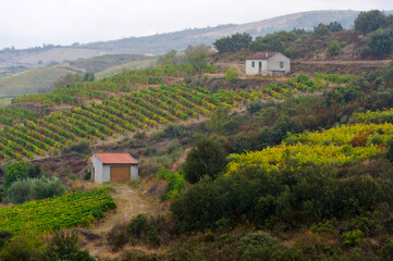 Fototapeta na wymiar Vineyards of the Douro River Valley, Northern Portugal