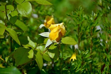 Yellow rose bud in the garden