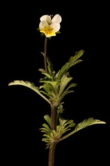 Field Pansy (Viola arvensis). Habit