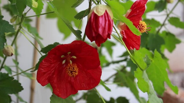 Beautiful flowers of abutilon with red petals and a fluffy center on a background of green leaves close-up on a light background.