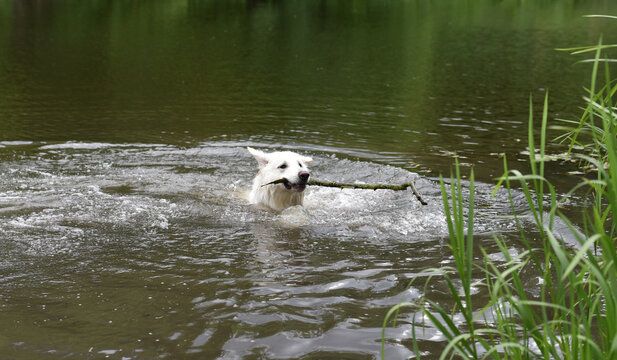 photo of a white Swiss shepherd dog swimming in a small river