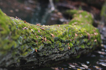 Moss on tree