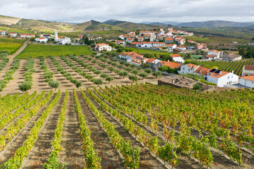 Fototapeta na wymiar Vineyards of the Douro River Valley, Northern Portugal