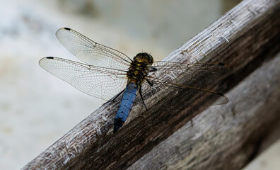 dragonfly on a branch