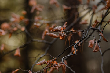 Branches on autumn tree