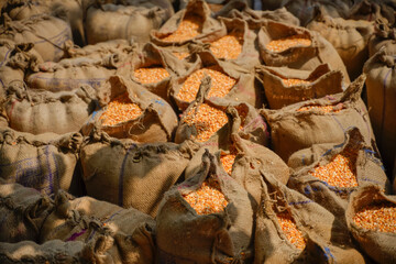 dry corn in jute bags