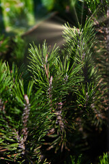 Closeup photo of green needle pine tree. Christmas theme. Natural background.