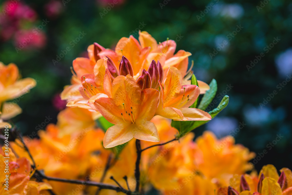 Wall mural close up on a shrub of orange rhododendron flower in the garden