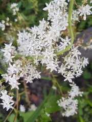 white flowers in spring