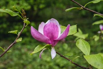 Purple magnloia in full bloom in the garden