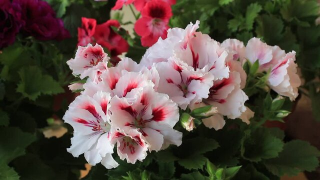 Royal Pelargonium Grandiflora Mona Lisa with large white flowers and green leaves on the background of other flowering Pelargonium plants in the greenhouse