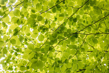 Close up on a fresh green leaves of European beech also called common beech tree