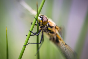 Macro photo of a dragonfly on plant stem
