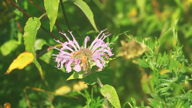 View of a Wild Bergamot or Bee Balm, Monarda fistulosa