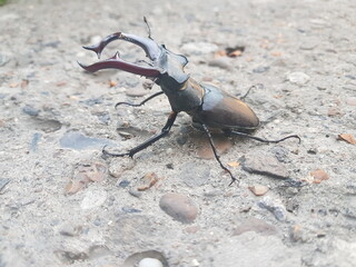 stag beetle on sand