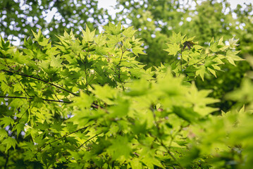 Green fresh leaves of Smooth Japanese Maple - Acer palmatum tree