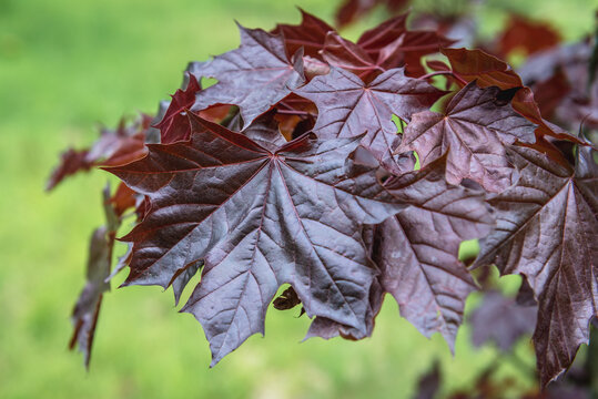 Close up on a leaves of Emerald Queen Maple - Acer platanoides var Royal Red