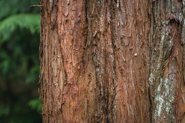 Close upon a trunk of Metasequoia tree also called dawn redwood
