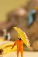 A miniature worker carrys a sliced piece of ginger