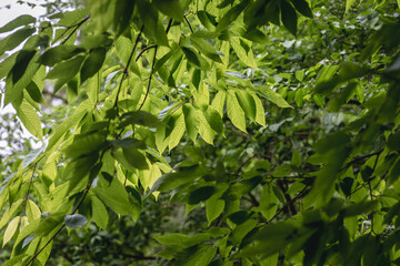 Obraz premium Green fresh leaves of hornbeam maple tree