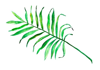 Photo sur Plexiglas Monstera Hand drawn watercolor palm leaf