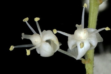 May Lily (Maianthemum bifolium). Flowers Closeup