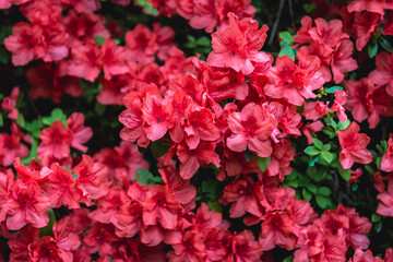 Red Glowing Embers Rhododendrons in a full bloom