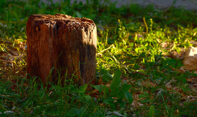 stump from a tree destroyed by a hurricane in the yard of the house