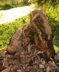 Fototapeta na wymiar stump from a tree destroyed by a hurricane in the yard of the house
