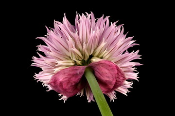 Chives (Allium schoenoprasum). Inflorescence Closeup
