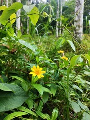 Obraz premium The flower that follows the sun does so even in cloudy days in Wayanad.