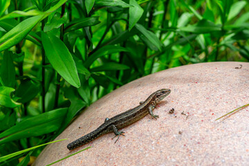 sand lizard