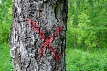 Tree trunk is marked with a red paint sign. Green Forest. Concept of sawing off dangerous trees in the park.
 - obrazy, fototapety, plakaty