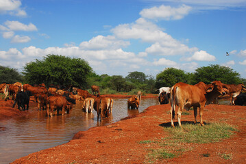Africa- Close up of a Herd of Afrikaner Cattle Cooling Off in a River