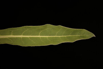 Great Mullein (Verbascum thapsus). Leaf Closeup