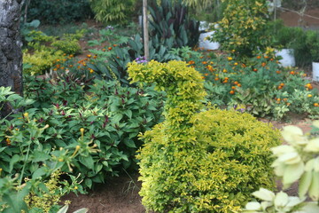 garden with flowers