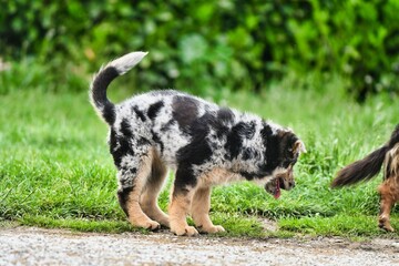 dog on grass, photo as a background , australian german shepard sheperd dog