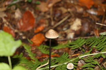Im Unterholz der einsame Piltz 
