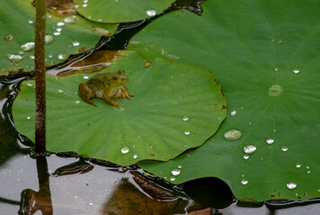  frog  lotus leaf  animal  insect
